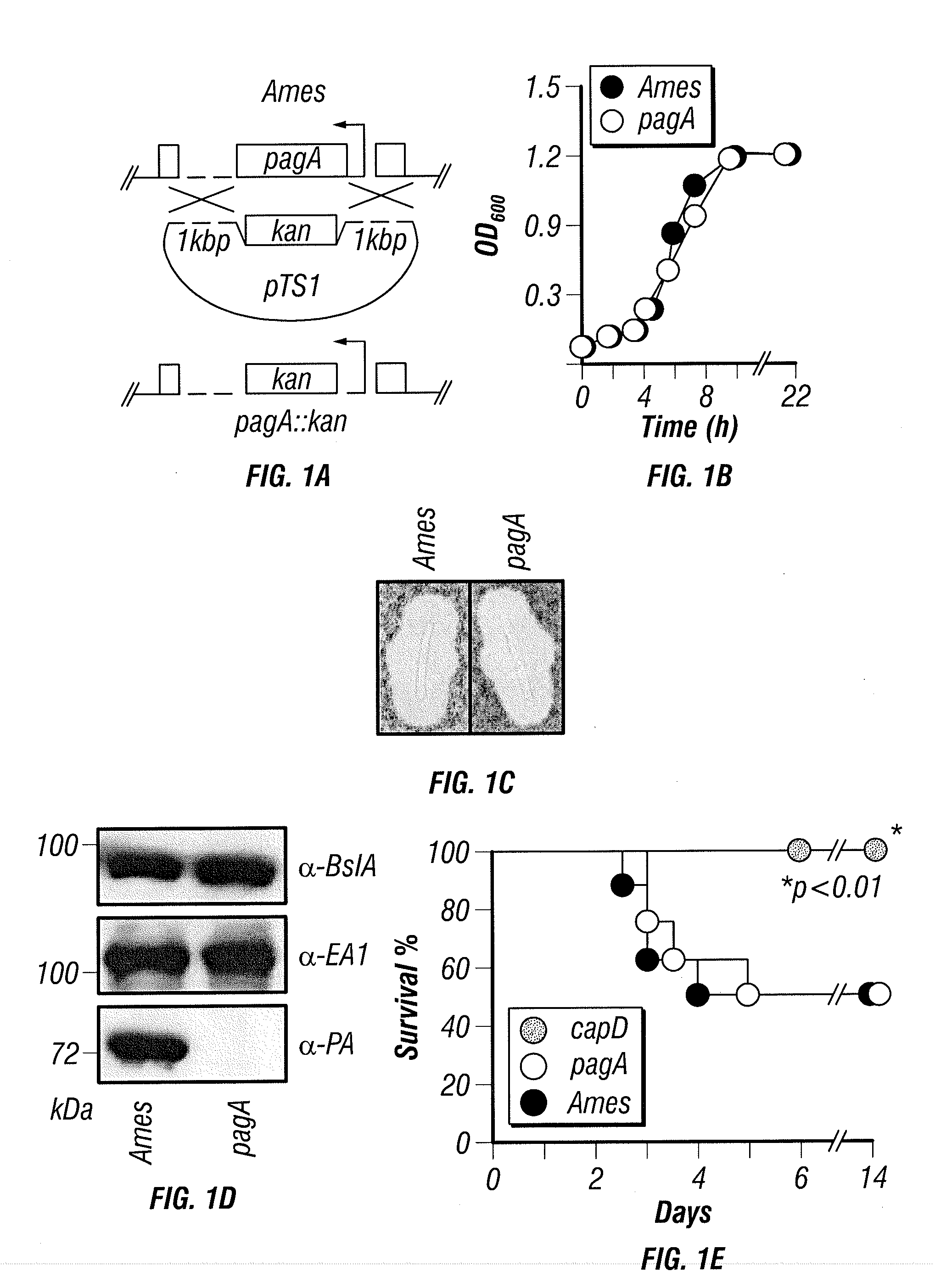 Immunogenic protein conjugates and method for making and using the same