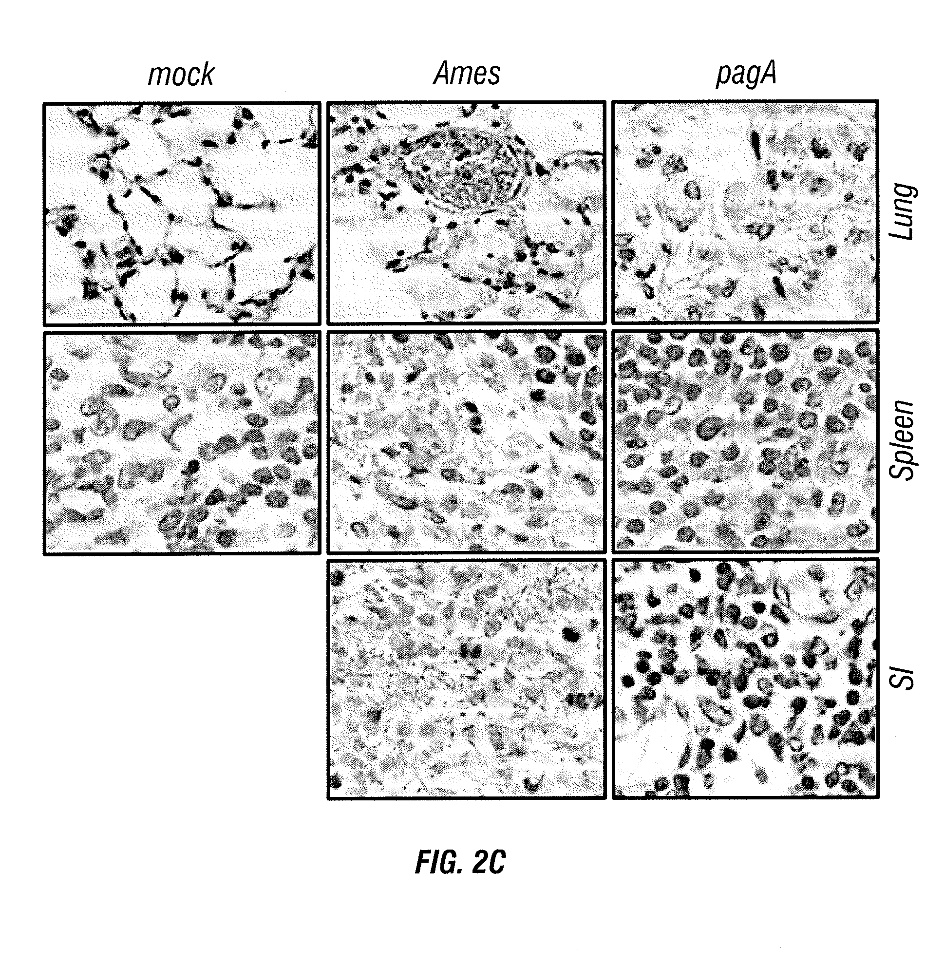 Immunogenic protein conjugates and method for making and using the same
