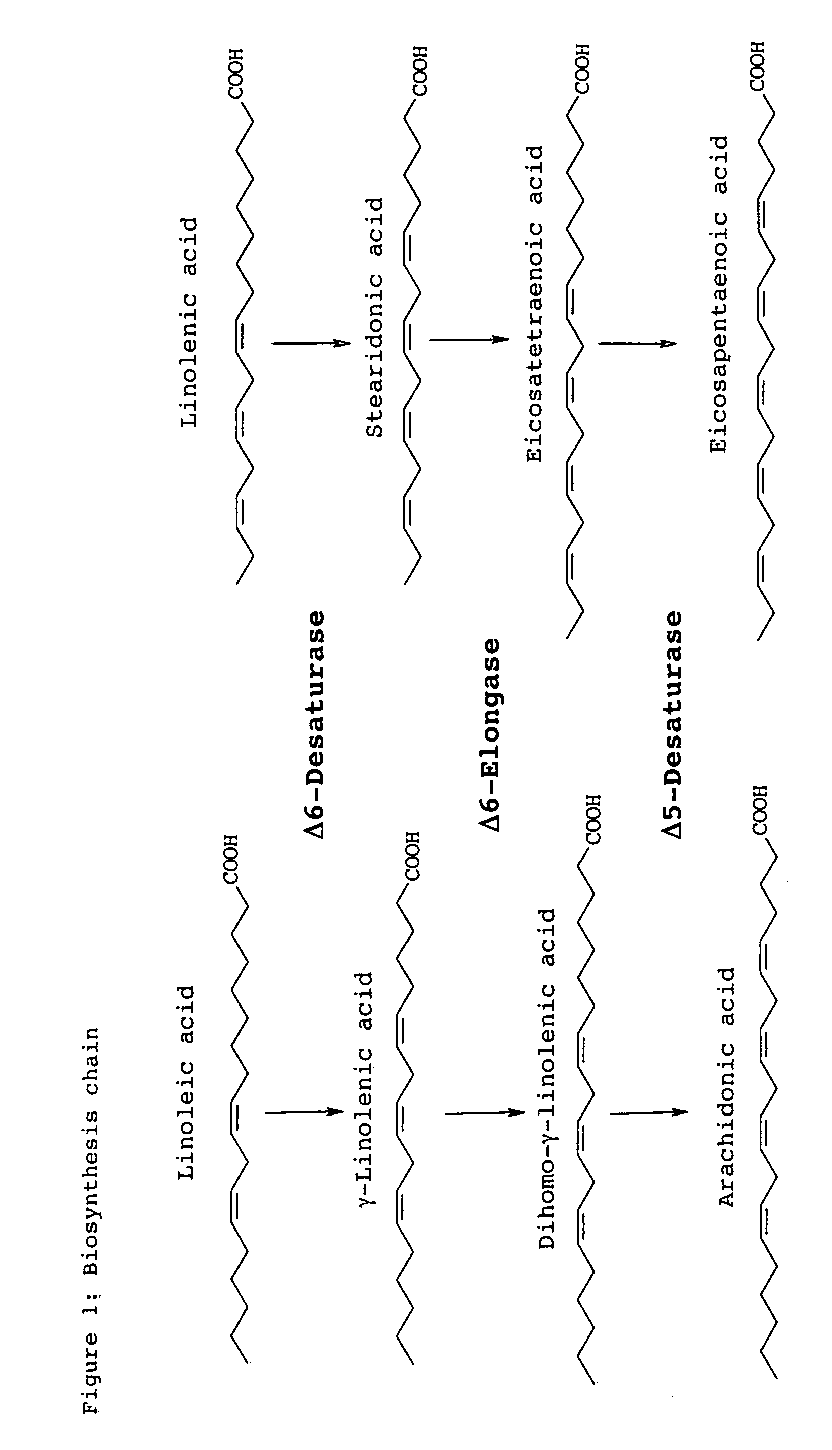 Method for producing multiple unsaturated fatty acids in plants