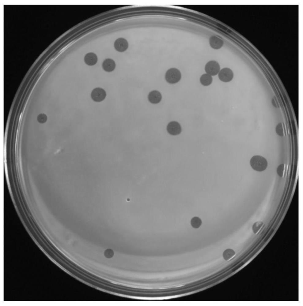 A coliphage dy1 and its application