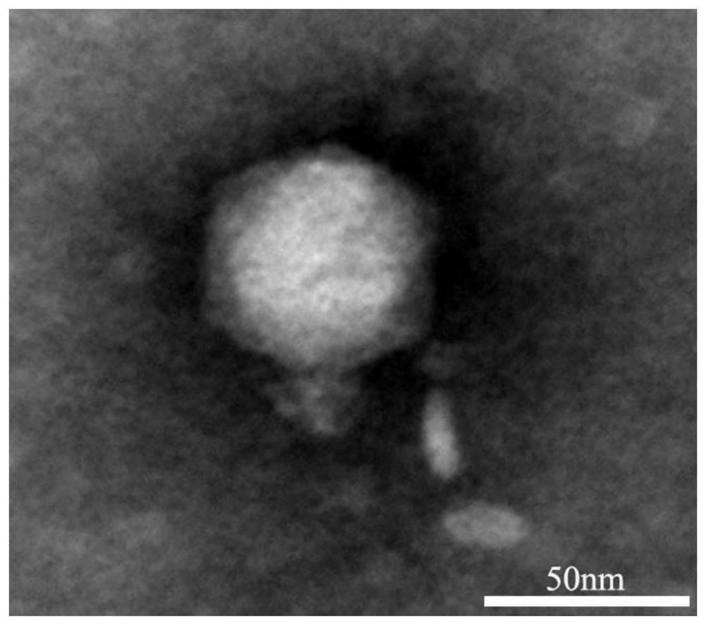 A coliphage dy1 and its application