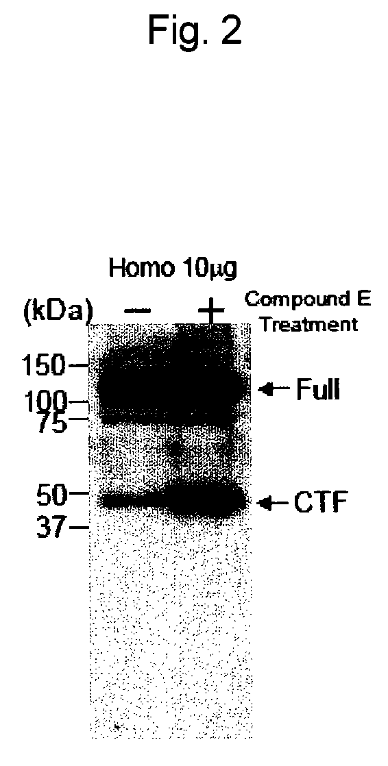 EphA4 POLYPEPTIDE HAVING A NOVEL ACTIVITY AND USE THEREOF