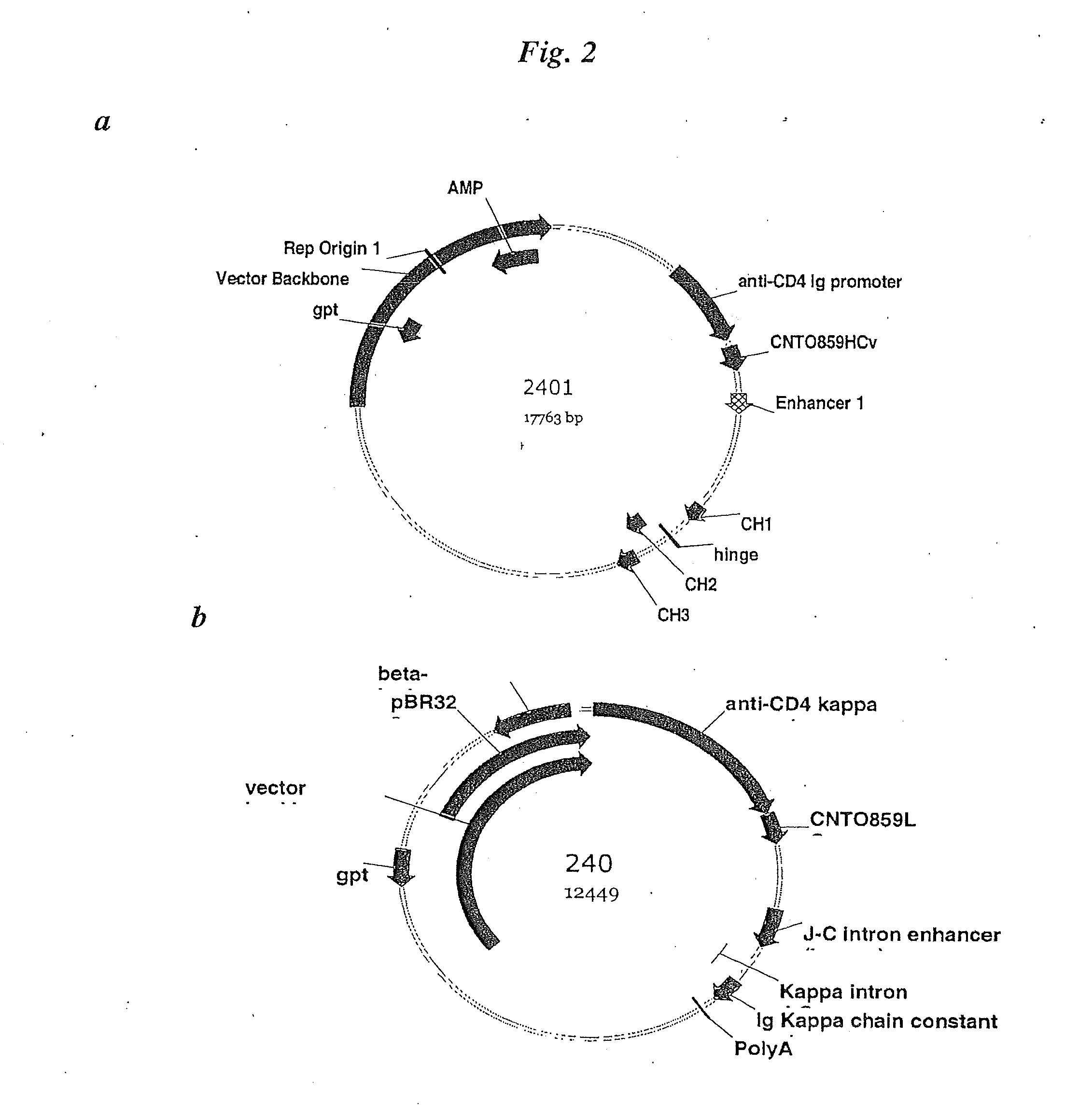 Anti-tissue factor antibodies and compositions