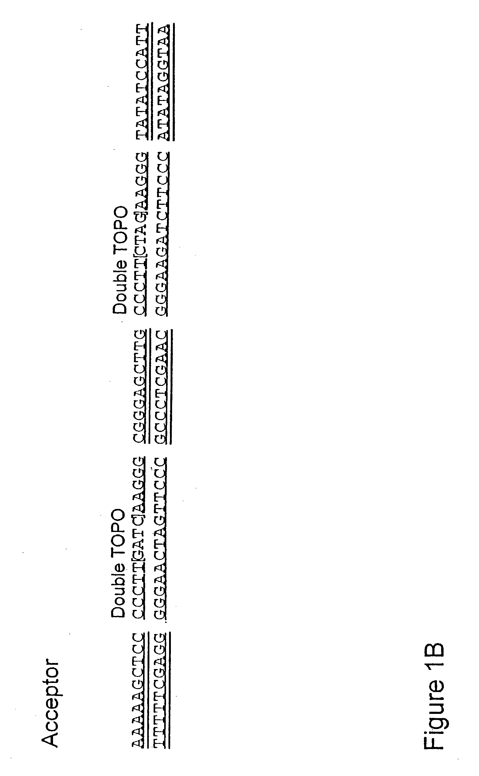 System for the rapid manipulation of nucleic acid sequences
