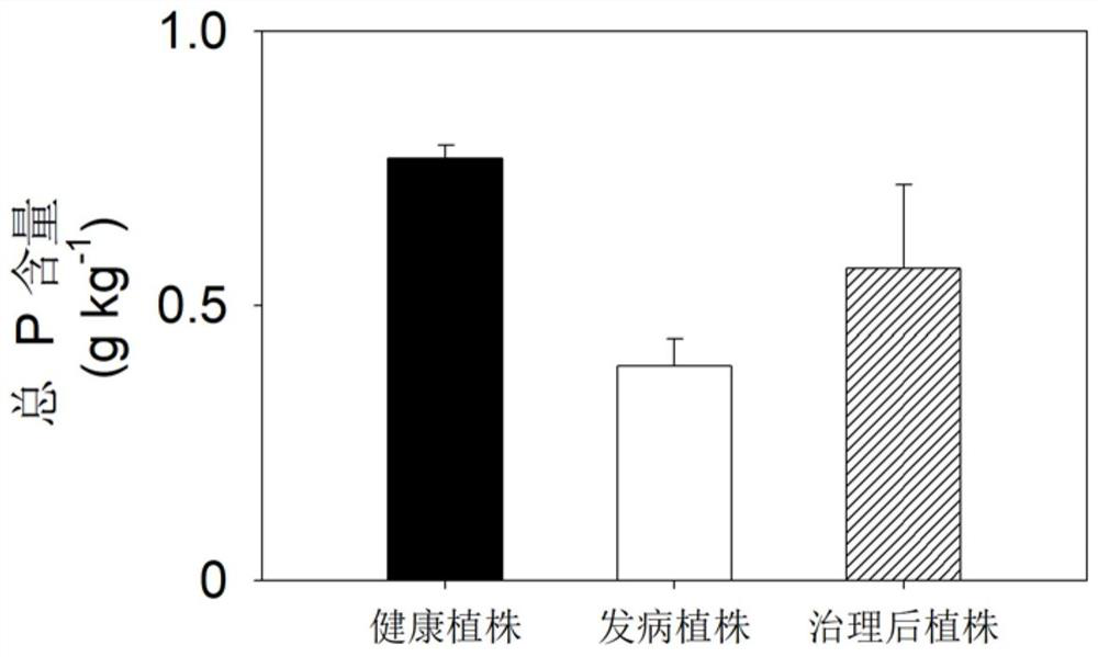 Fertilization control method for chlorosis of branches and leaves of torreya grandis