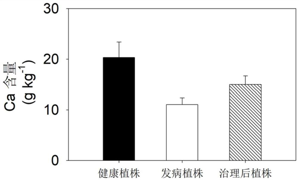 Fertilization control method for chlorosis of branches and leaves of torreya grandis