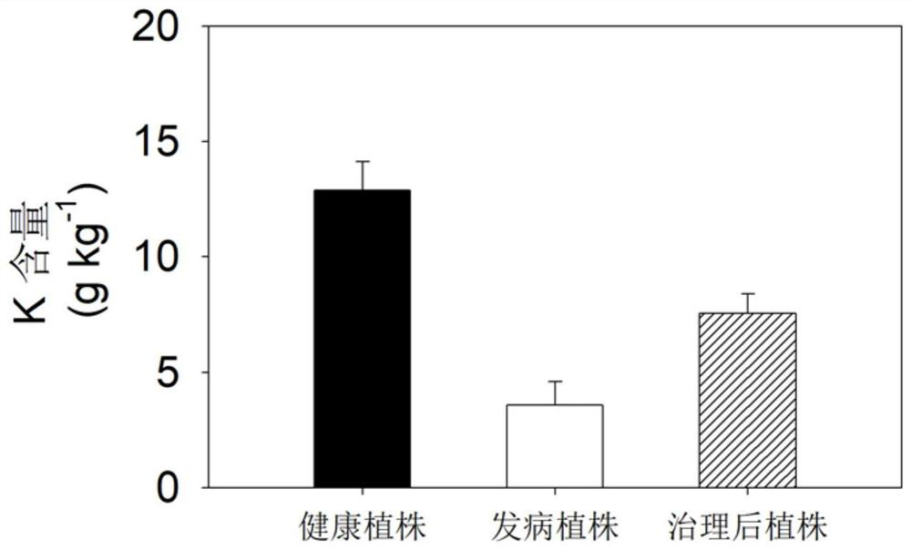 Fertilization control method for chlorosis of branches and leaves of torreya grandis