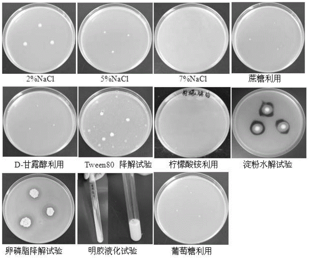 Cucurbit bacterial fruit blotch biocontrol bacillus amyloliquefaciens strain and application thereof