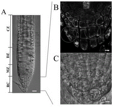 Method of using three dimensional reconstruction imaging technology to analyze structure of root tip cells of arabidopis thaliana