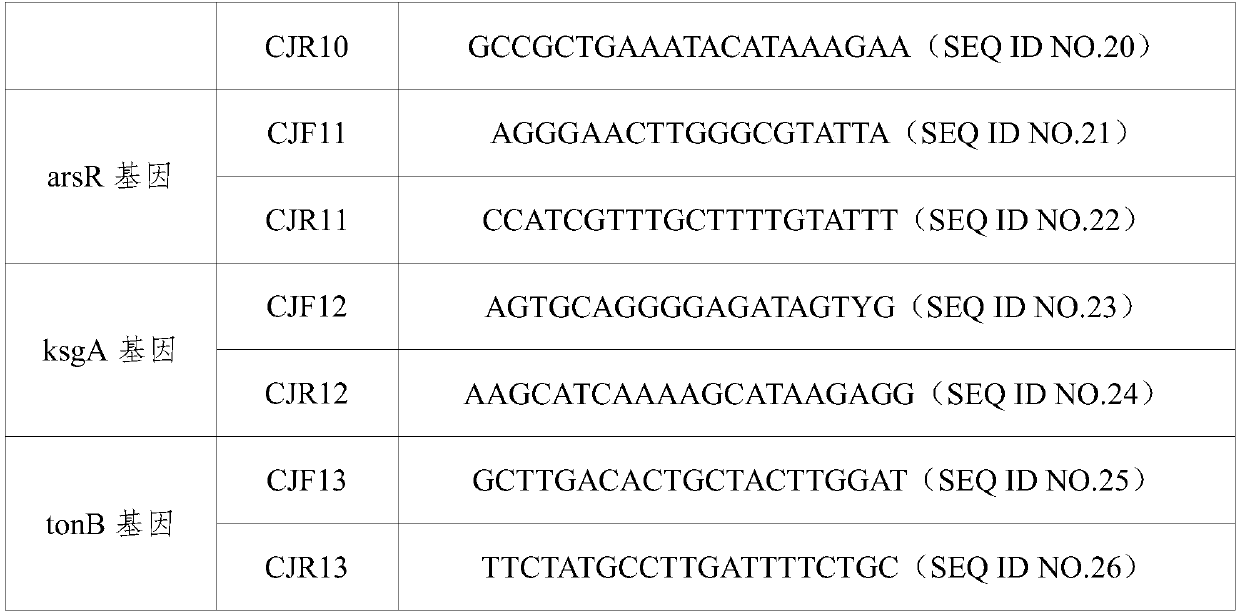 A primer and method for rapid typing of Campylobacter jejuni