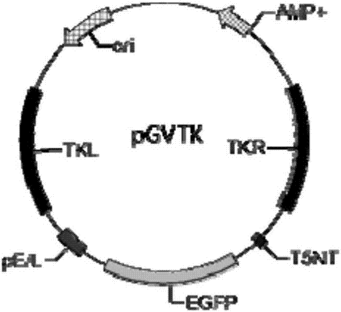 TK gene deletion type goat pox virus as well as preparation method and application of TK gene deletion type goat pox virus