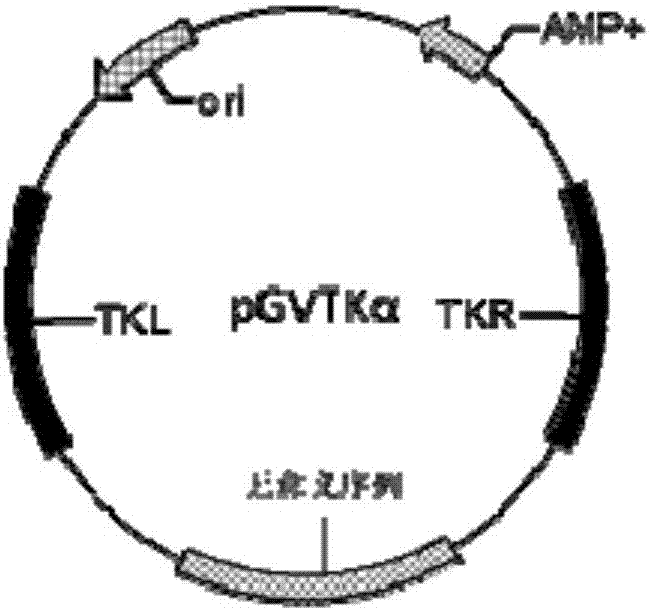 TK gene deletion type goat pox virus as well as preparation method and application of TK gene deletion type goat pox virus