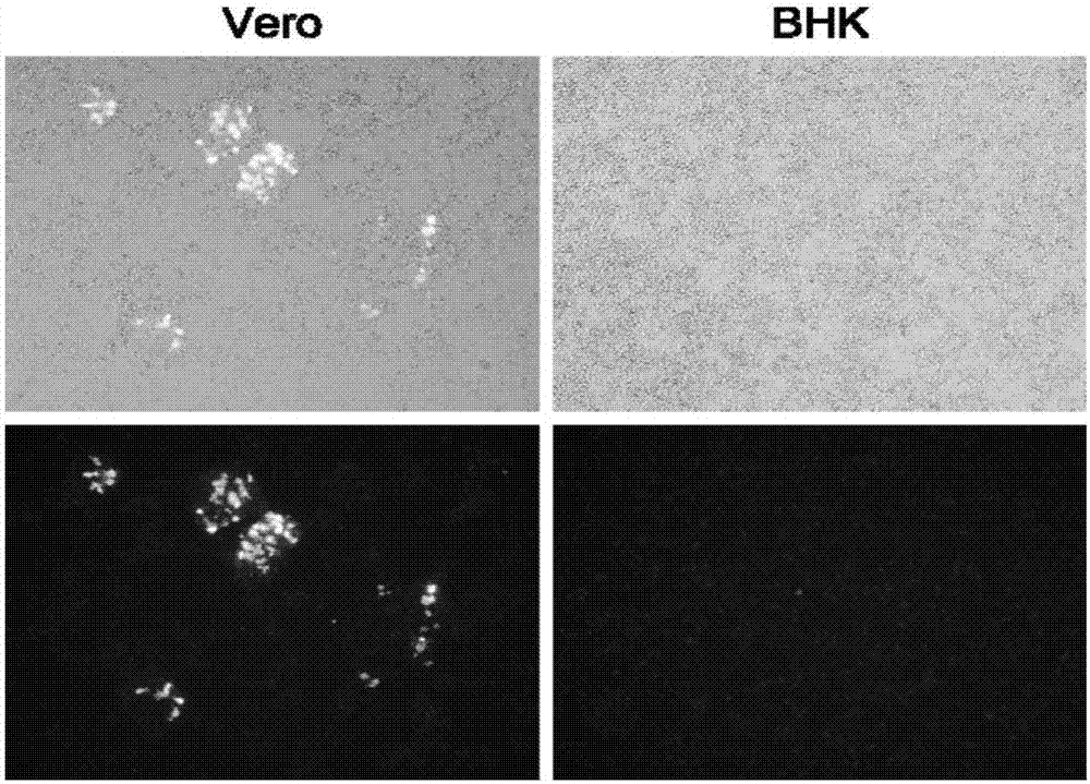 TK gene deletion type goat pox virus as well as preparation method and application of TK gene deletion type goat pox virus