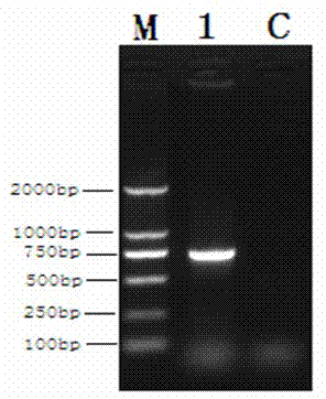 Recombinant porcine pseudorabies virus strain used for expression of porcine circovirus type II (PCV2) ORF2 gene, and preparation method thereof