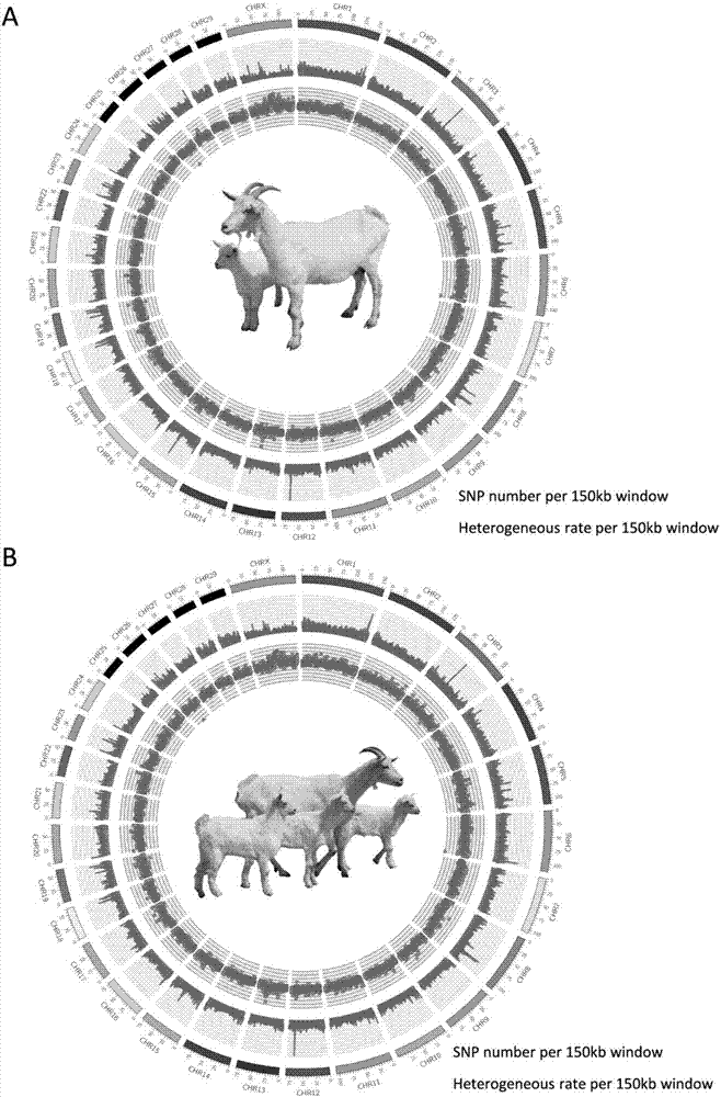 Method for detecting single nucleotide polymorphism of genes related to yean trait of milk goat