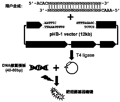 Linearized DNA vector pHB-1 plasmid and test kit prepared from same and used for editing bacterial genomes