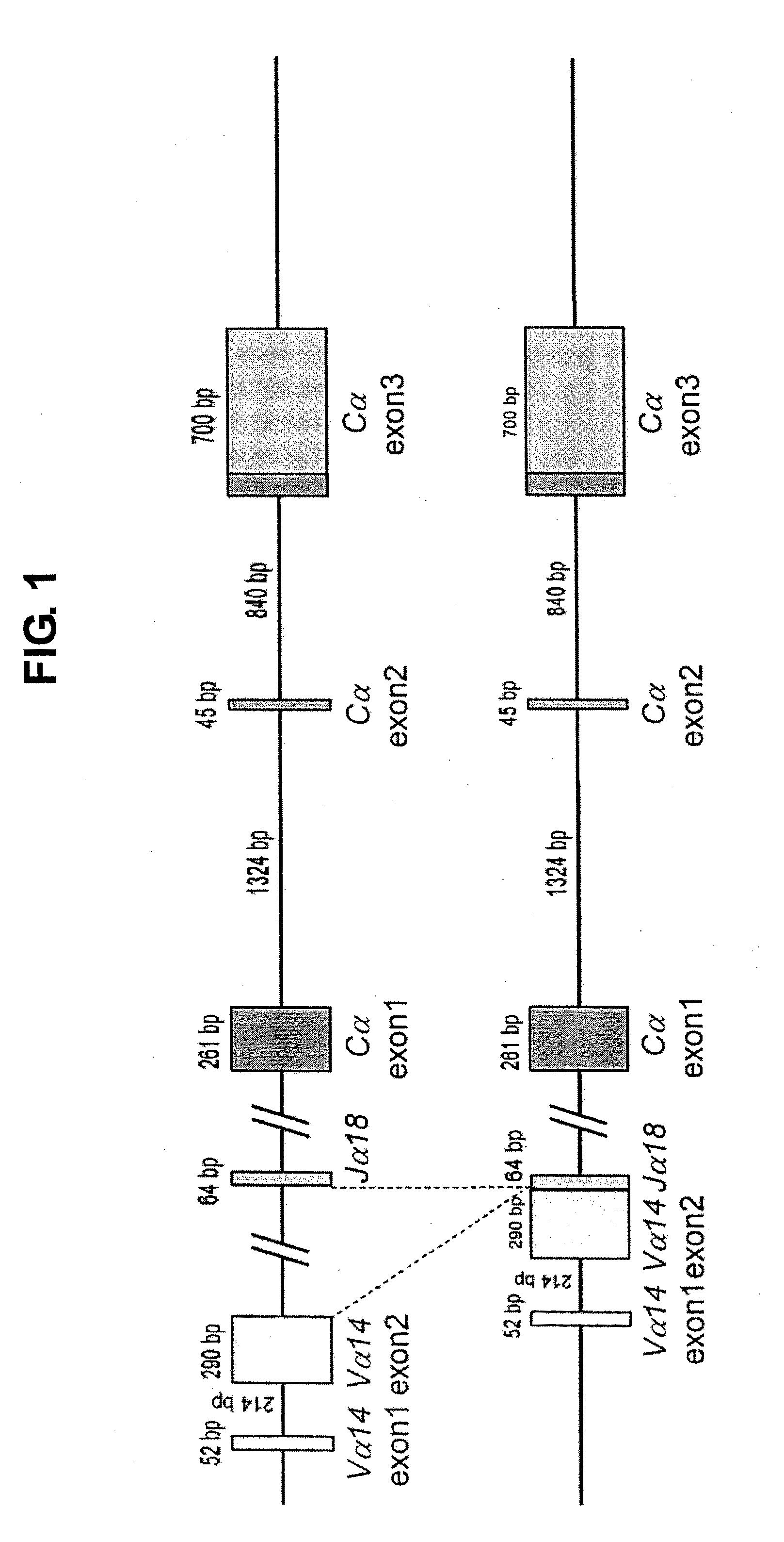 NKT CELL-DERIVED iPS CELLS AND NKT CELLS DERIVED THEREFROM