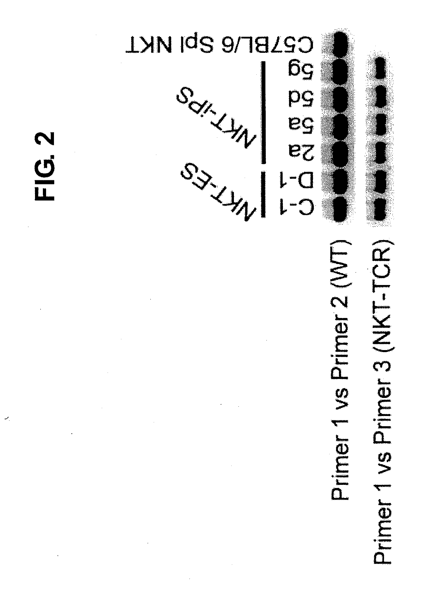 NKT CELL-DERIVED iPS CELLS AND NKT CELLS DERIVED THEREFROM