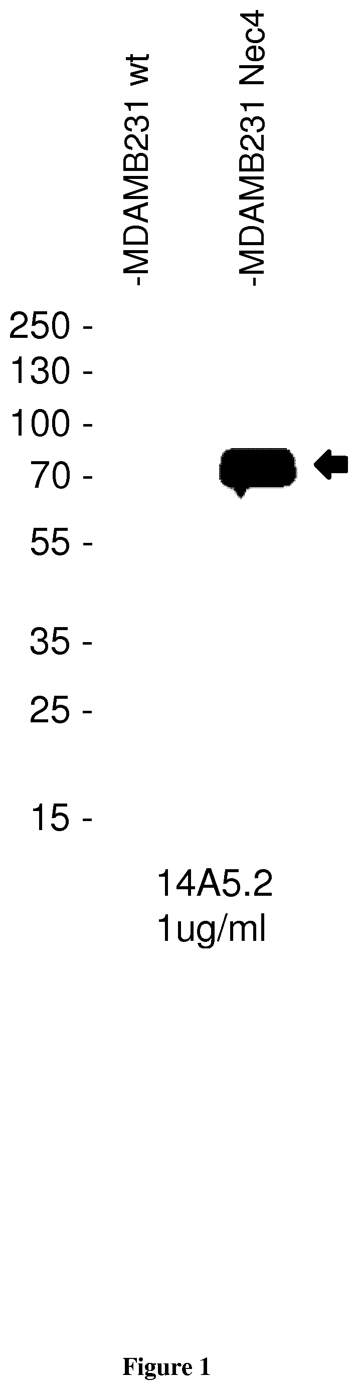 Antibodies having specificity to Nectin-4 and uses thereof