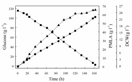 Bacterial strain for producing PMLA [Poly (Beta-L-malic acid)] and method for producing PMLA by fermentation of bacterial strain