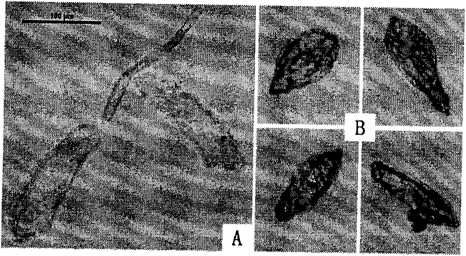 Worm body membrane bound short peptide ZL-4 with specific target and anti-schistosome function and application thereof