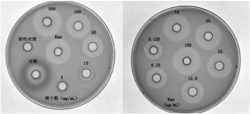 Brevibacillus laterosporus and composition thereof and application of Brevibacillus laterosporus and composition