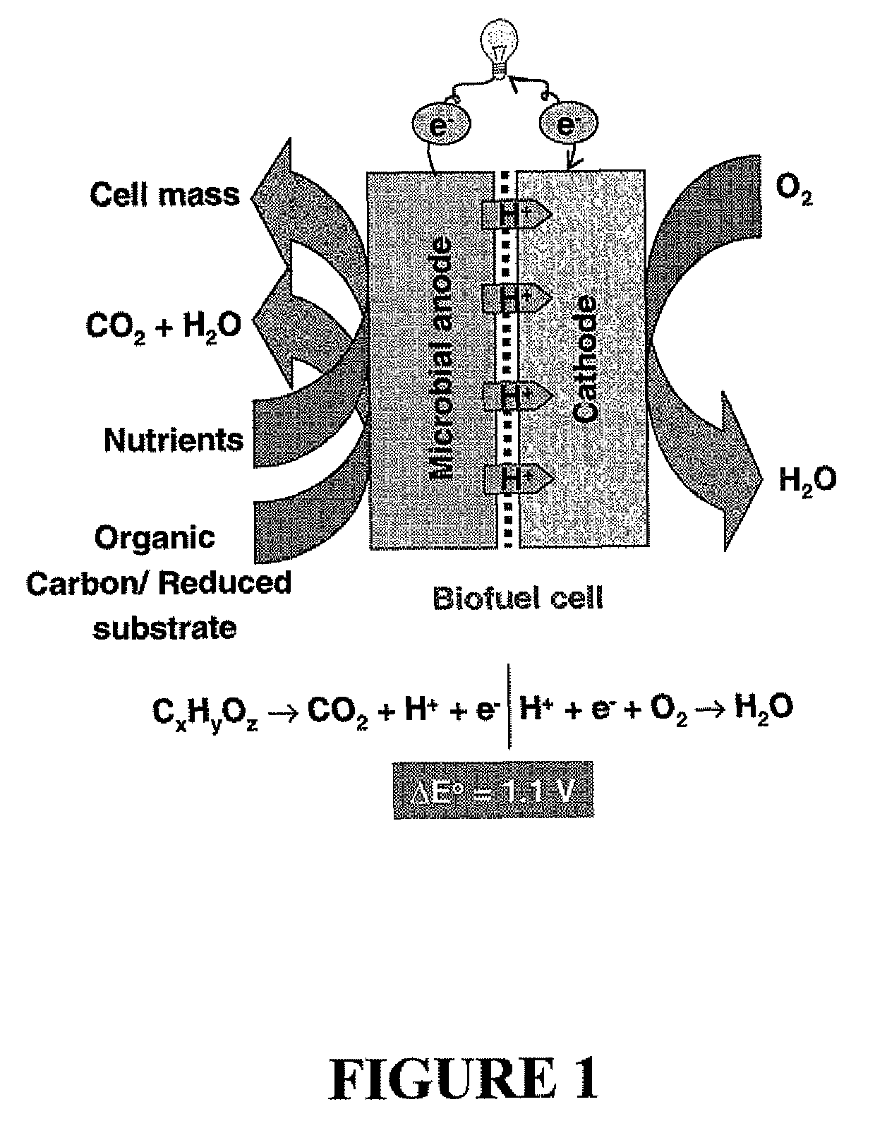 Microbial fuel cell treatment of ethanol fermentation process water