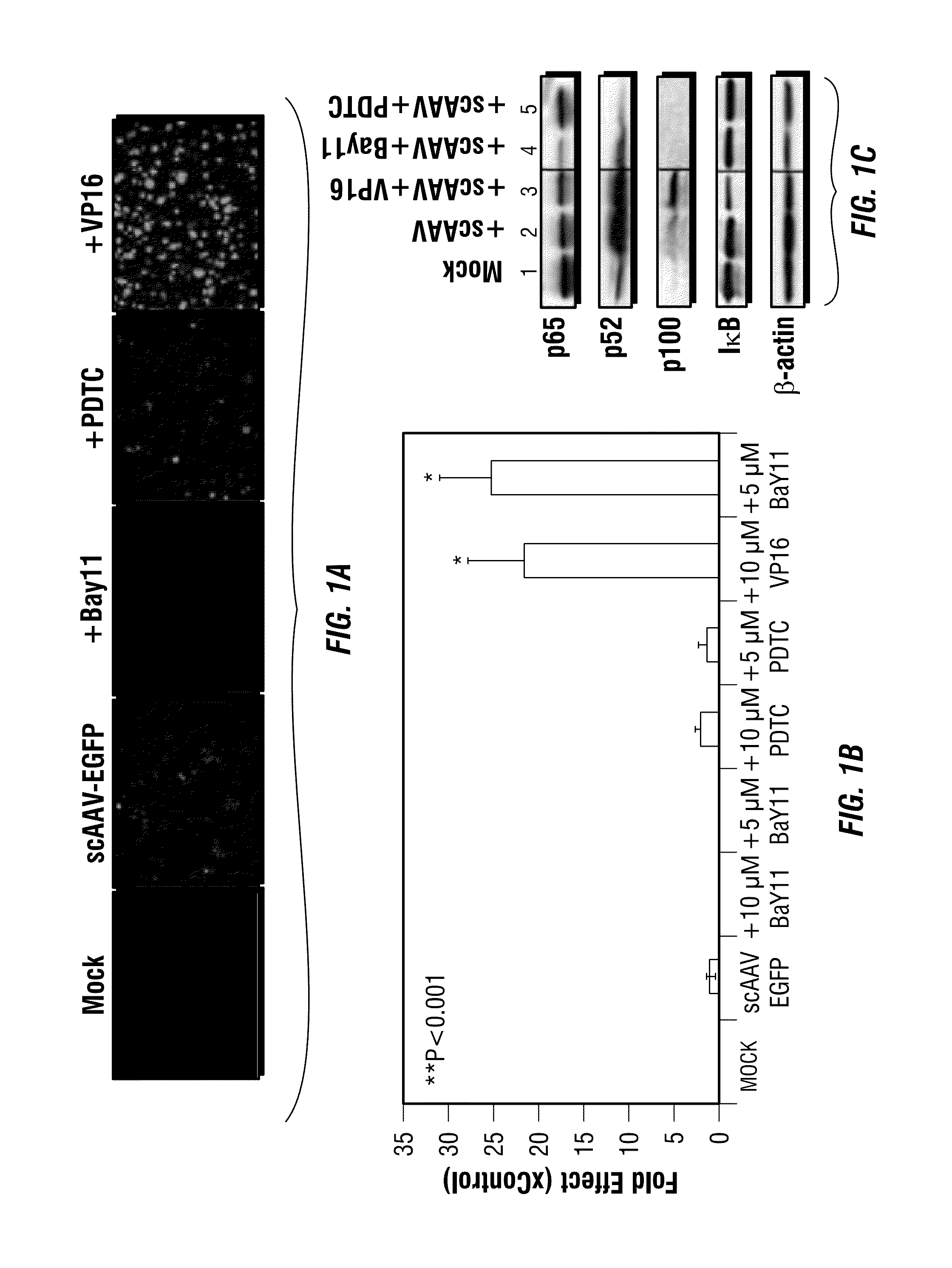 CAPSID-MODIFIED rAAV VECTOR COMPOSITIONS HAVING IMPROVED TRANSDUCTION EFFICIENCIES, AND METHODS OF USE