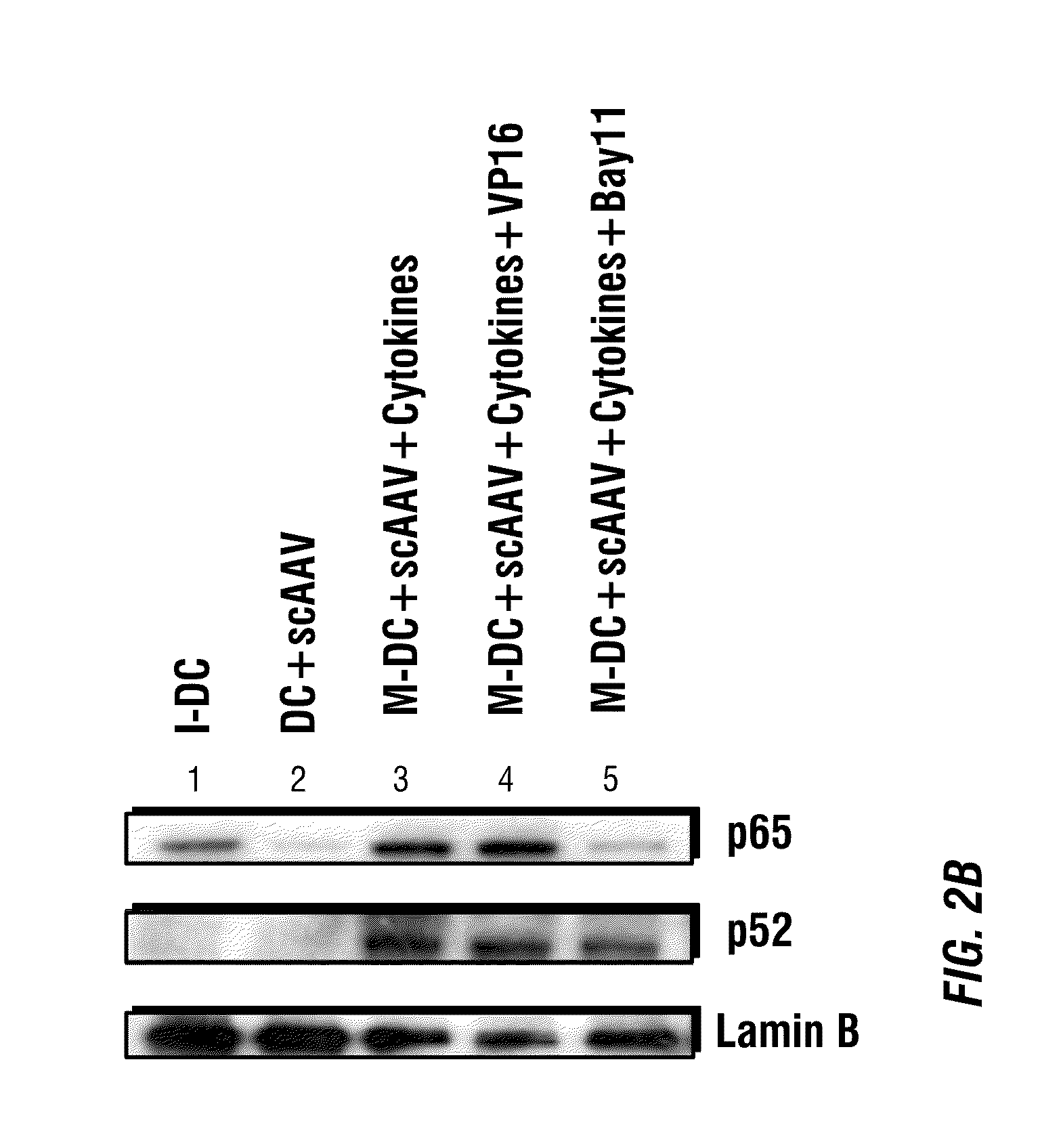 CAPSID-MODIFIED rAAV VECTOR COMPOSITIONS HAVING IMPROVED TRANSDUCTION EFFICIENCIES, AND METHODS OF USE