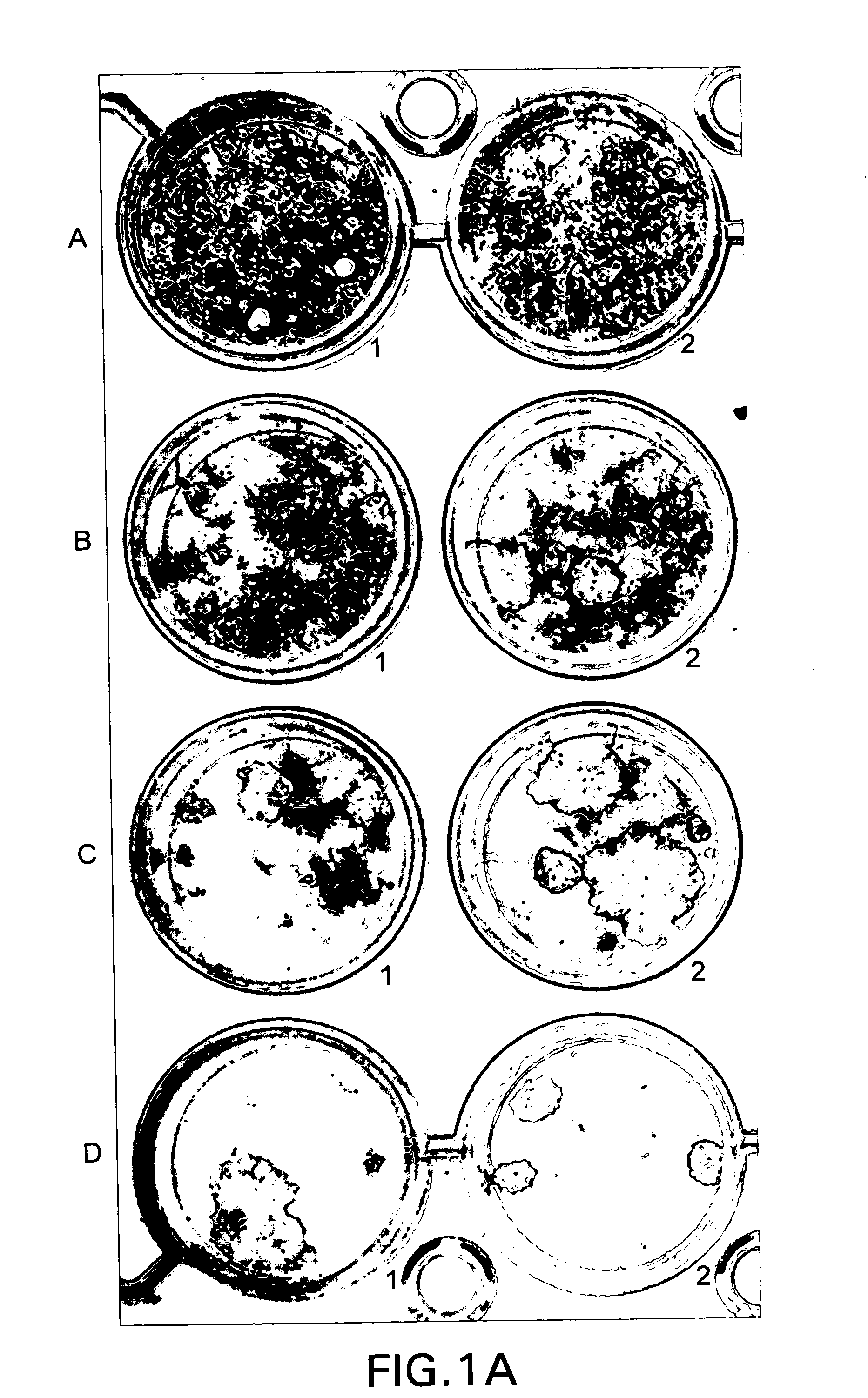 Method for selectively culturing epithelial or carcinoma cells