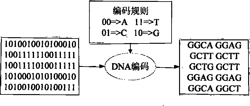Image encryption method based on chaos theory and DNA splice model