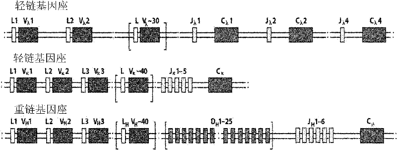 Method for rearranging immunoglobulin and producing antibody through MDA-PCR (Multiple Displacement Amplification-Polymerase Chain Reaction) enriched genome