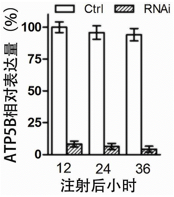 Application of Locusta migratoria ATP synthase beta subunit gene and its dsRNA in pest control