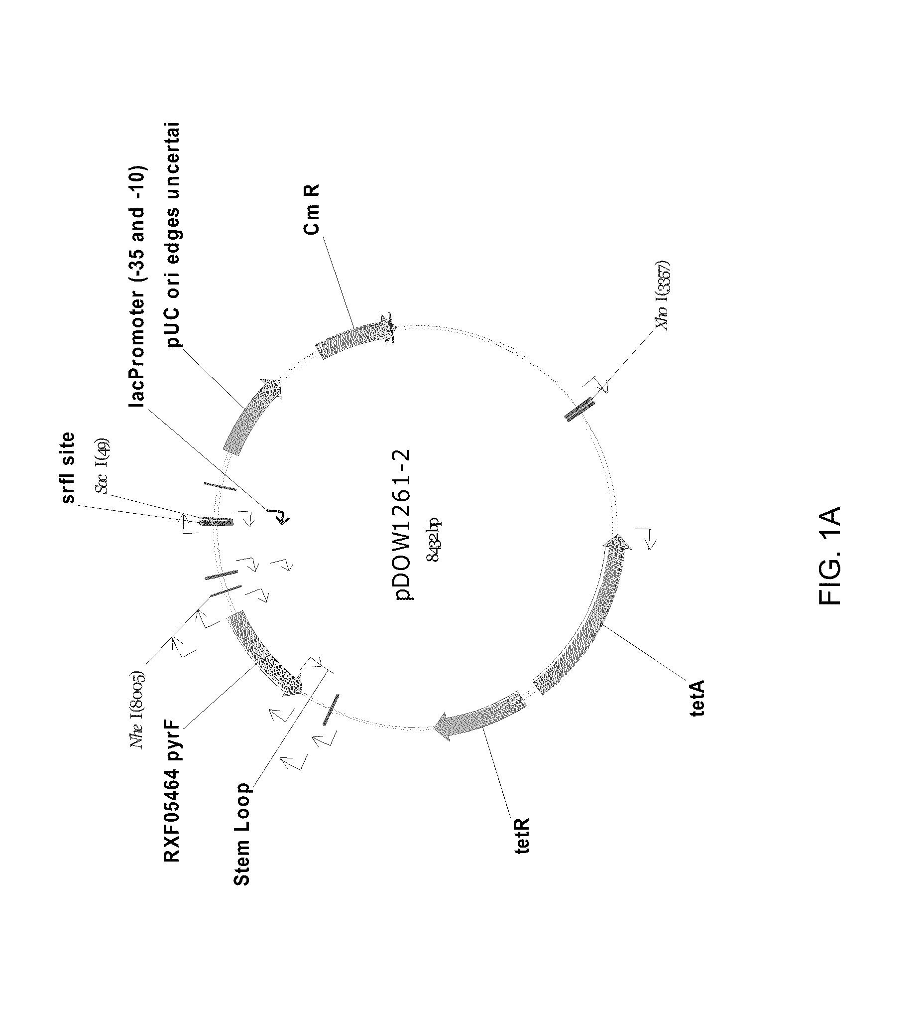 Method for Rapidly Screening Microbial Hosts to Identify Certain Strains with Improved Yield and/or Quality in the Expression of Heterologous Proteins