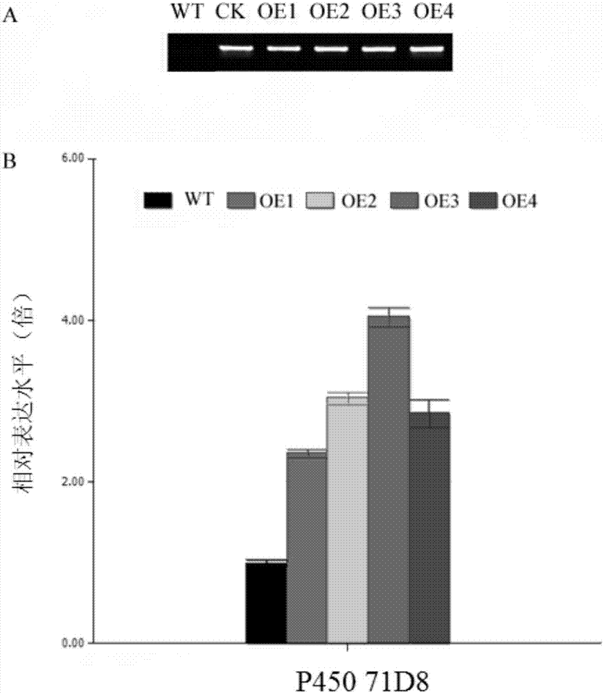 P45071D8 function influencing rice plant types and salt stress tolerance and application of P45071D8