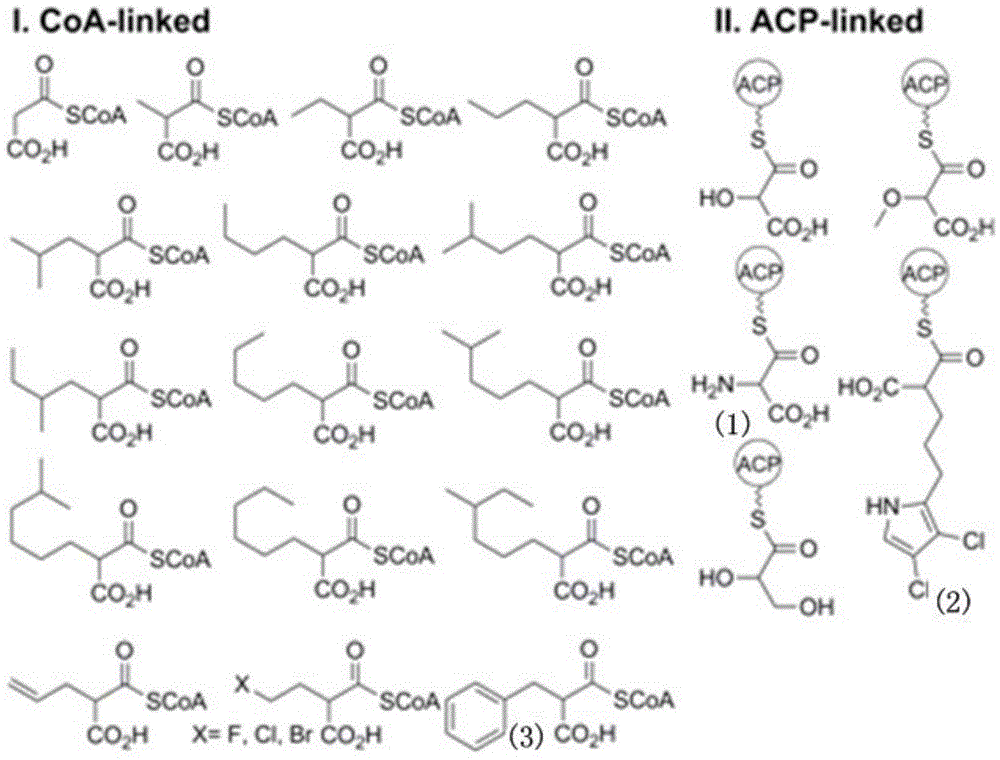 Biosynthesis method for side chain introducing amino acid source to polyketone skeleton and related genes