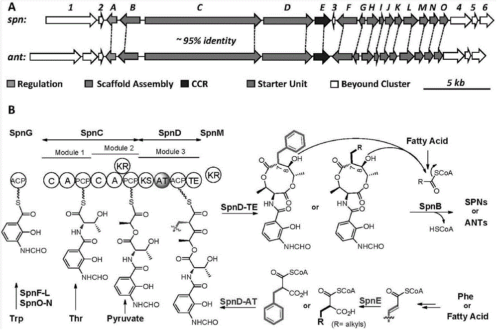 Biosynthesis method for side chain introducing amino acid source to polyketone skeleton and related genes