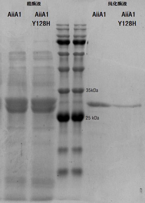 Homoserine lactonase mutant, coding gene and application of homoserine lactonase mutant in replacing antibiotics