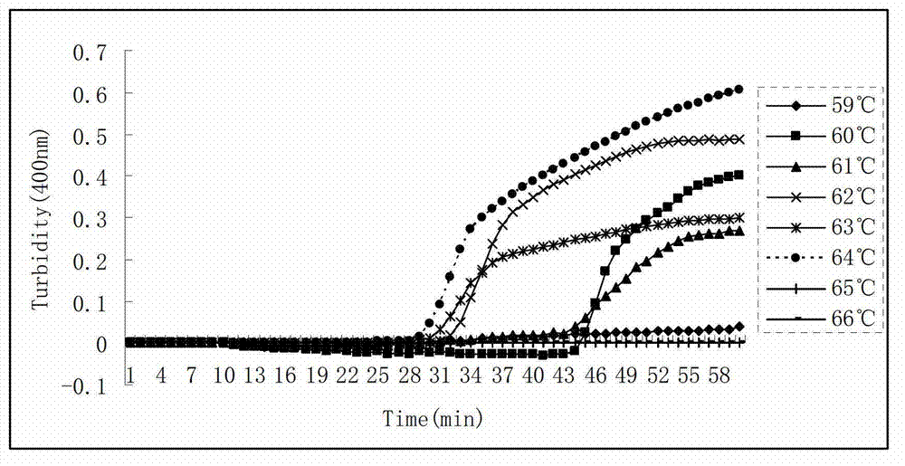 Method for detecting Pseudomonas syringae causing kiwi canker by loop-mediated isothermal amplification