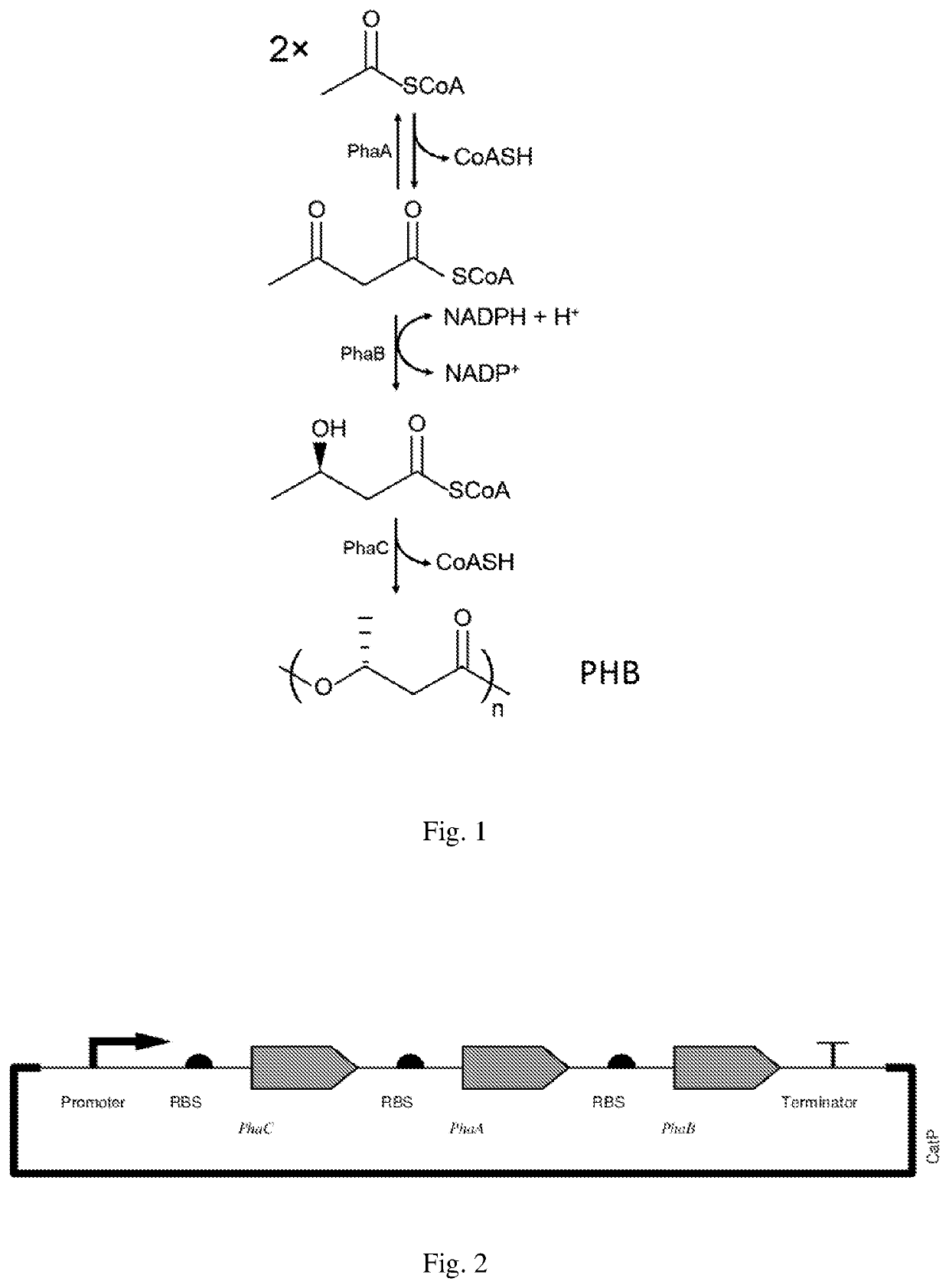 Production of polyhydroxybutyrate in wood-ljungdahl microorganisms