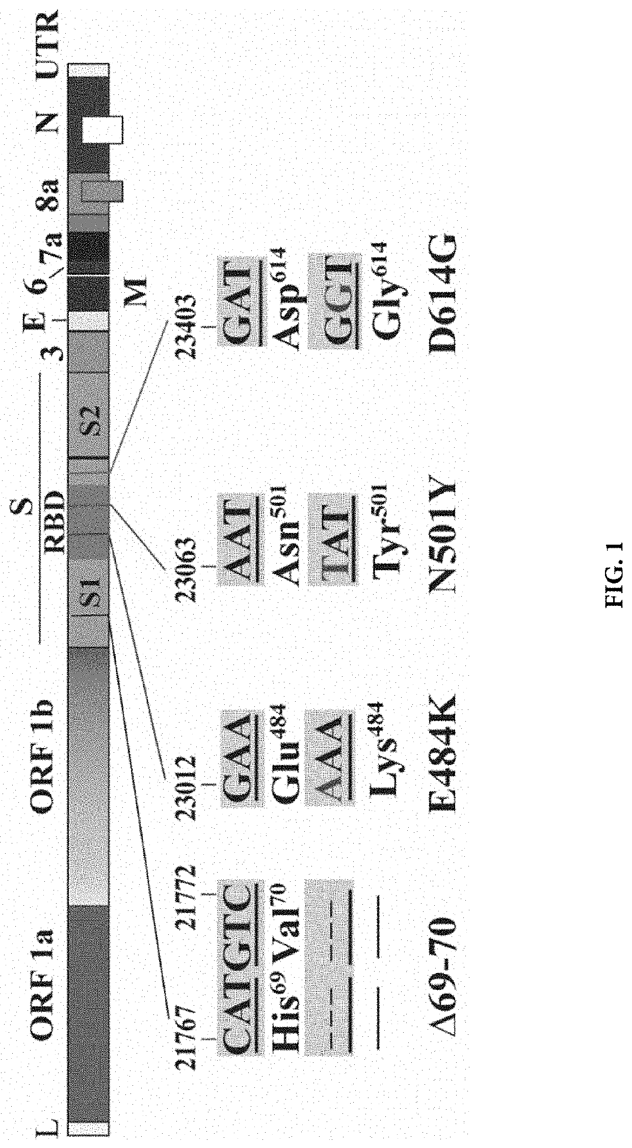 Compositions and methods for detecting severe acute respiratory syndrome coronavirus 2  (sars-cov-2) variants having spike protein mutations