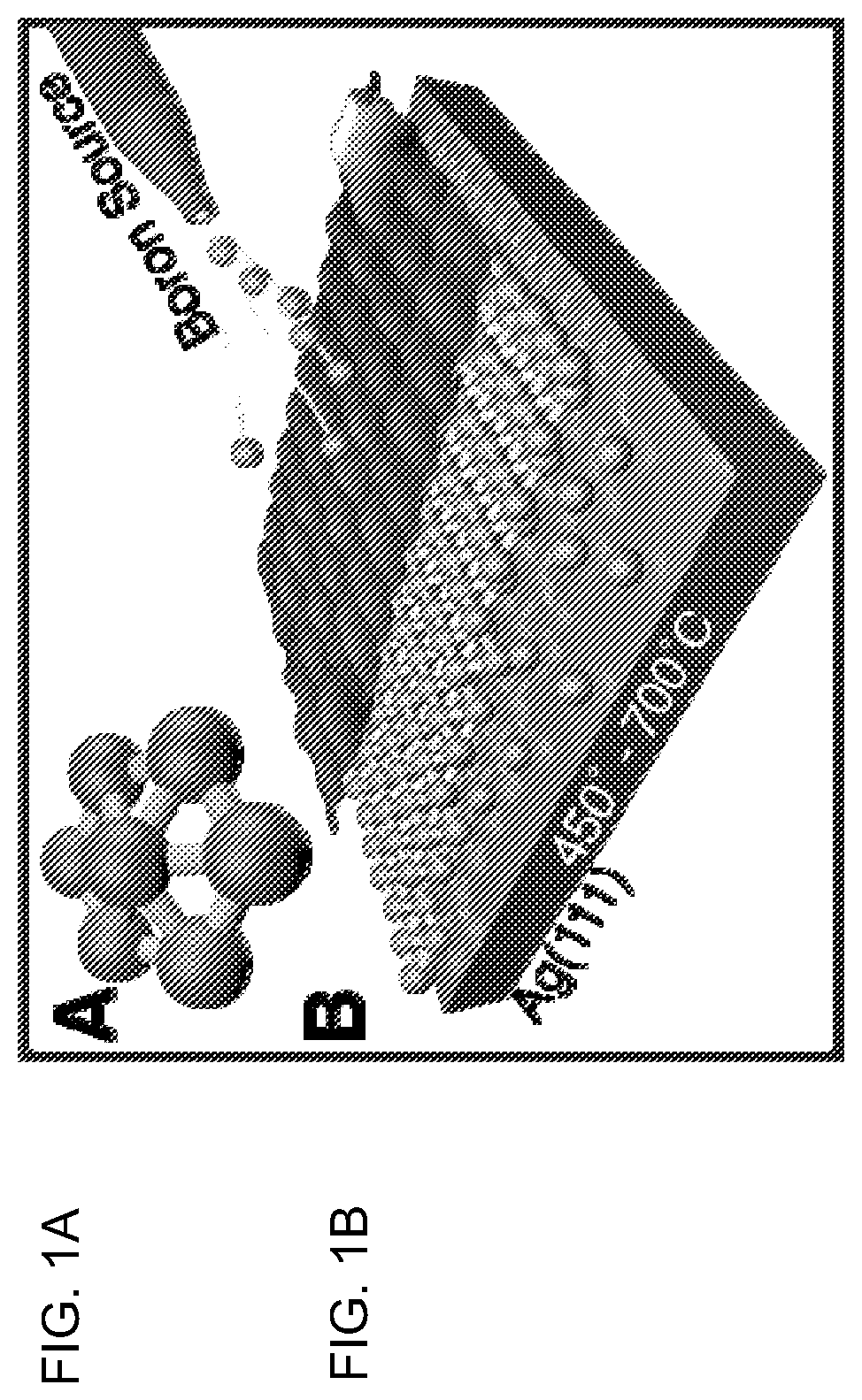 Borophenes, boron layer allotropes and methods of preparation