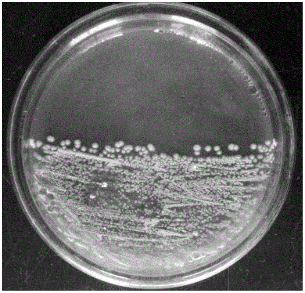 Streptomyces griseoplanus, application thereof and microbial agent