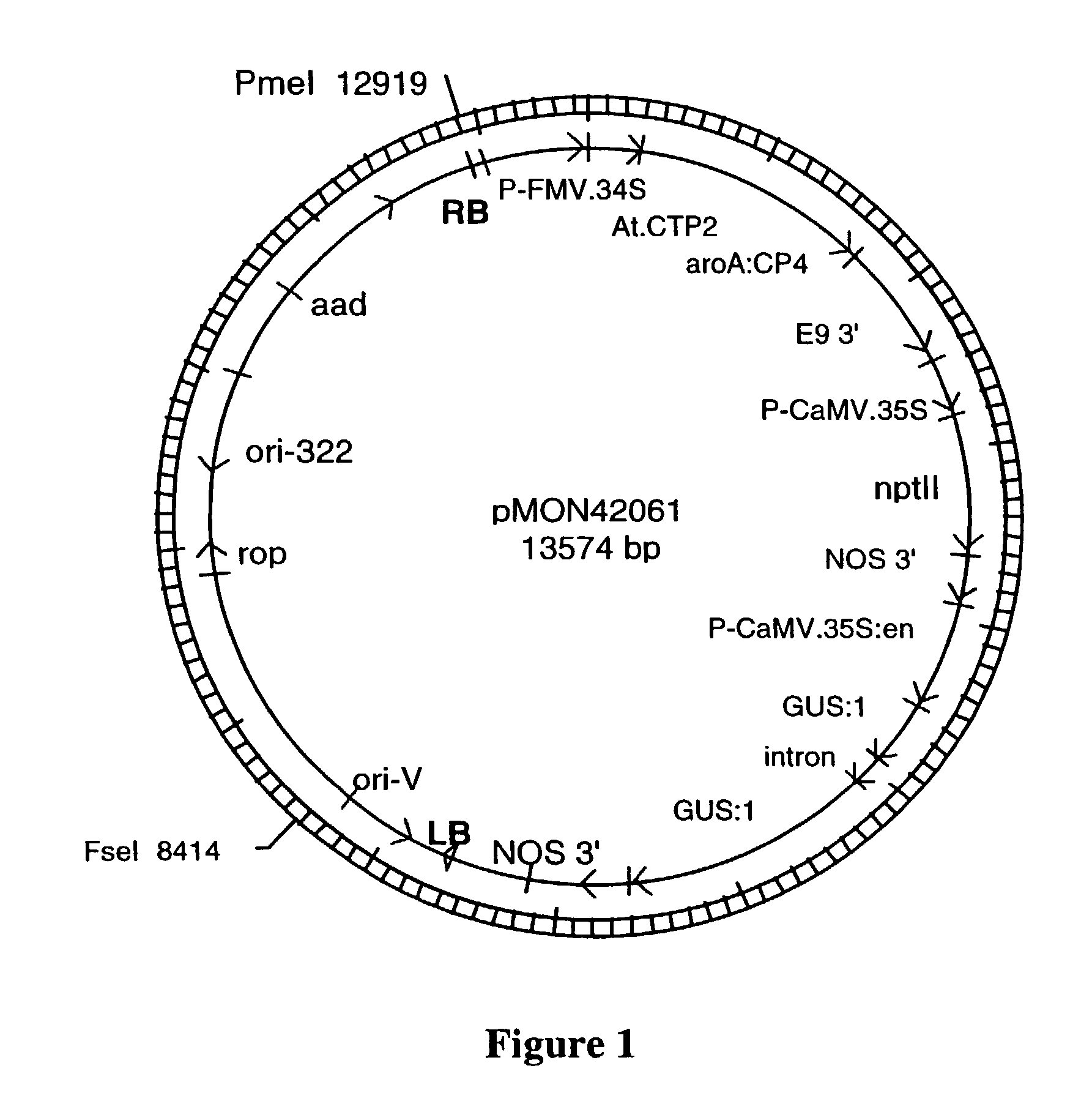 Methods for enhancing segregation of transgenes in plants and compositions thereof