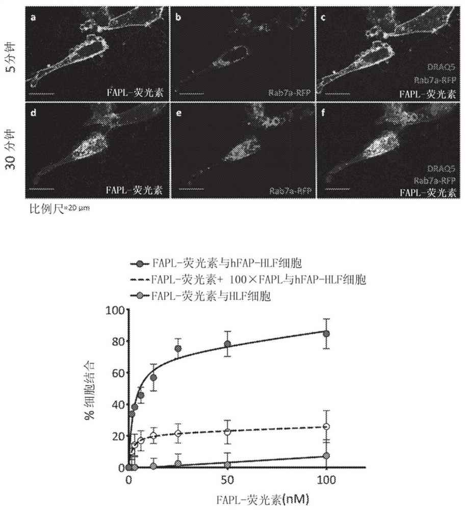 Fibroblast activation protein (FAP) targeted imaging and therapy in fibrosis