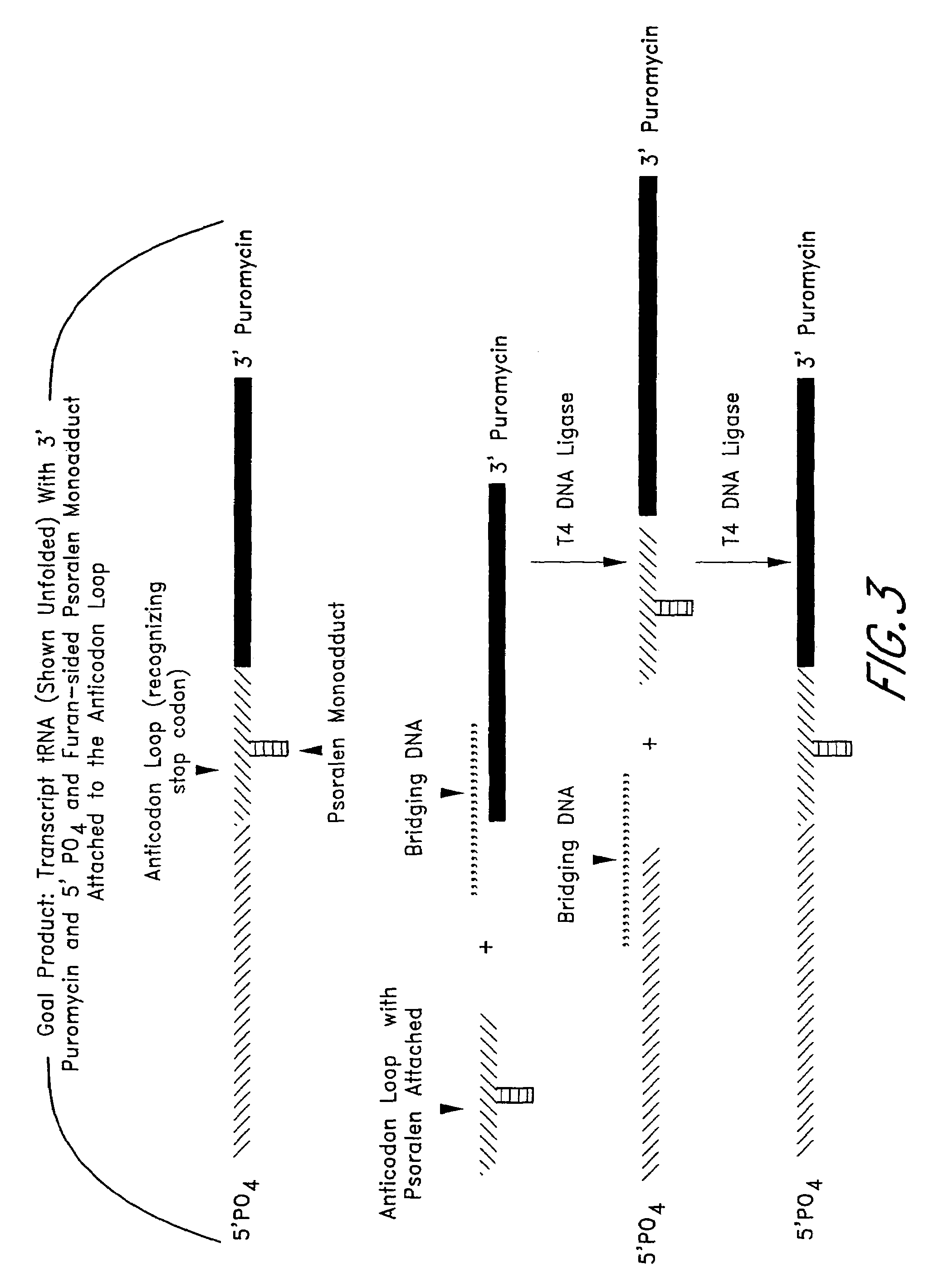 System for rapid identification and selection of nucleic acids and polypeptides, and method thereof