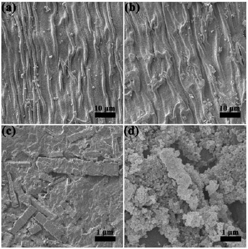 Method for preparing hexavalent chromium ion adsorbent from alocasia macrorrhiza as raw material
