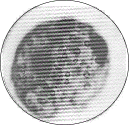 Compound microorganism microsphere and preparation method thereof