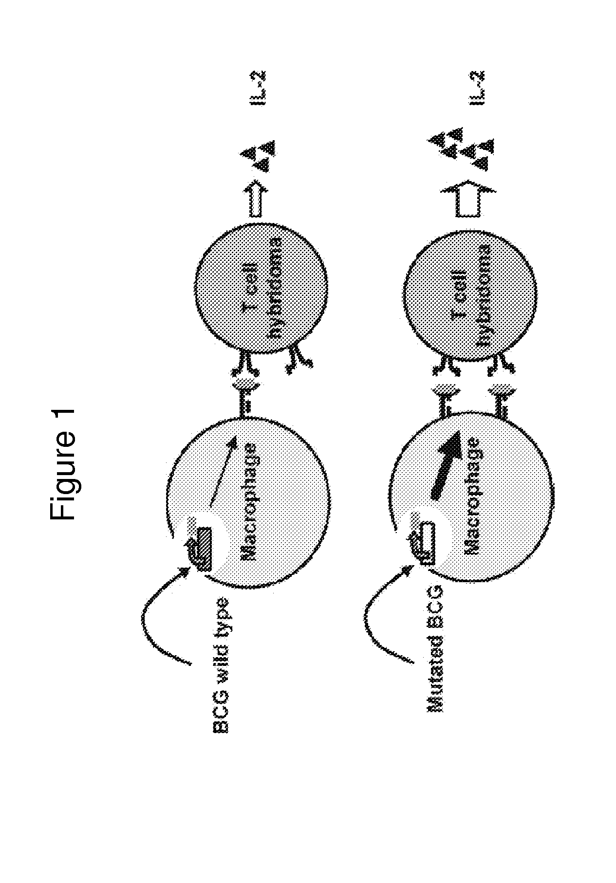 Mycobacterial vaccine vectors and methods of using the same