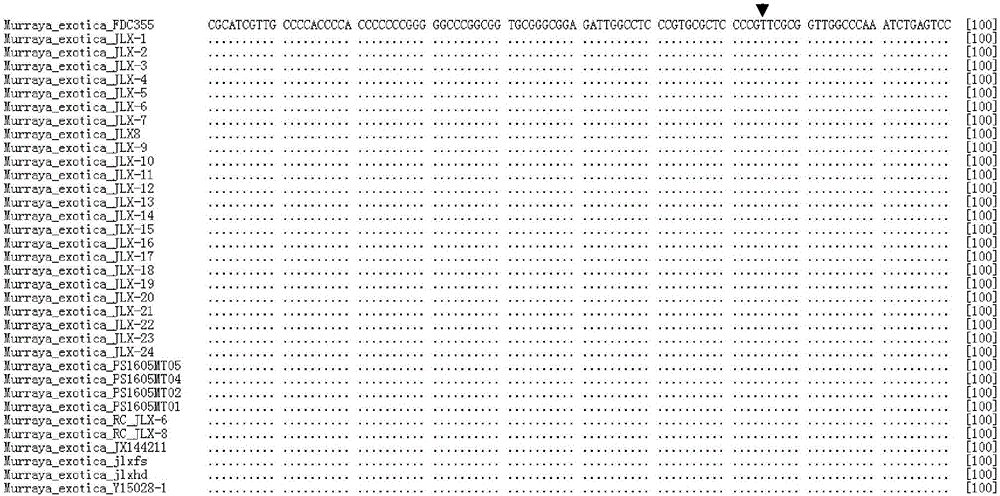 SNP marker of medicinal plant murraya paniculata as well as identifying method and application thereof